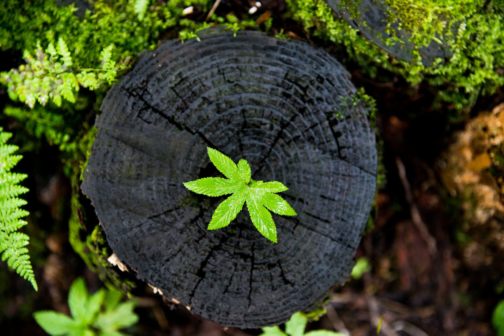 A seedling growing in the stump of a tree.
